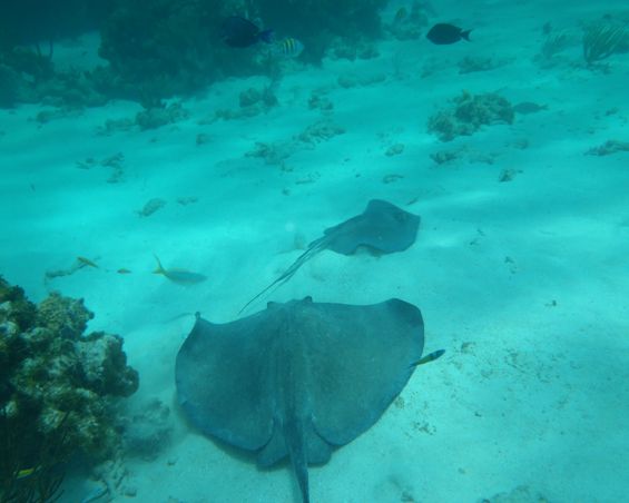 Snorkeling & Stingray City