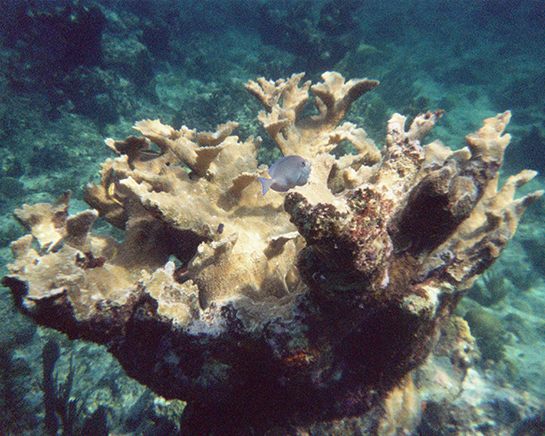 Snorkeling & Stingray City