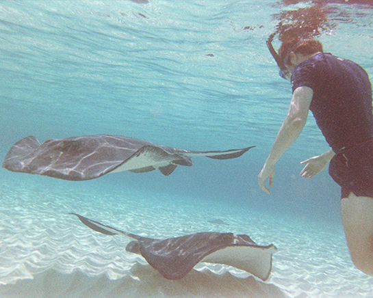 Snorkeling & Stingray City