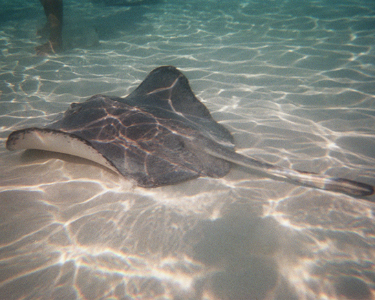 Snorkeling & Stingray City