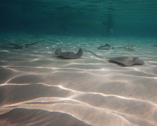 Snorkeling & Stingray City