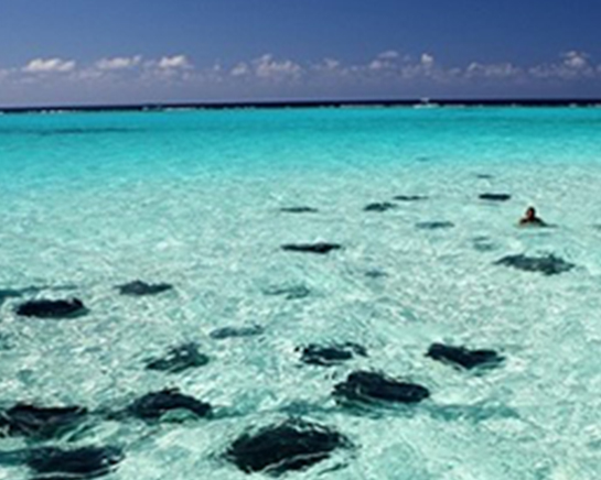 Snorkeling & Stingray City